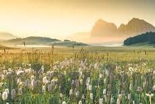 足球比分完场比分直播-足球比分完场比分直播，绿茵场上的实时心跳